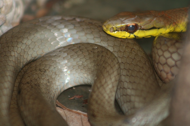 Mastygodrias melanolomus, serpiente corredora café