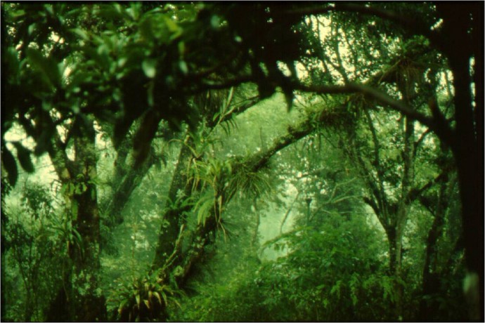 bosque macuiltépetl